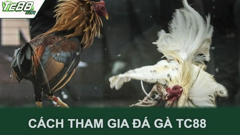 Cách tham gia đá gà Tc88