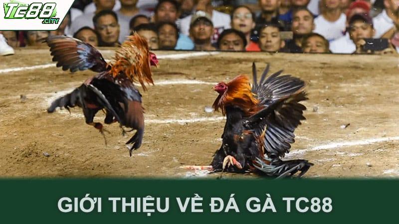 Giới thiệu về đá gà Tc88