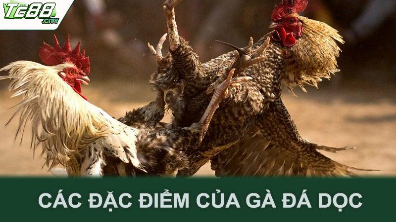 Các đặc điểm của gà đá dọc