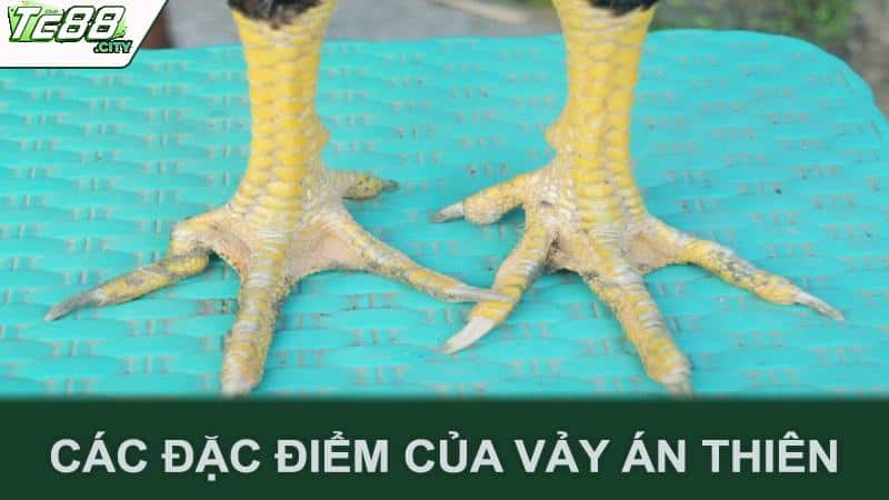 Các đặc điểm của vảy án thiên