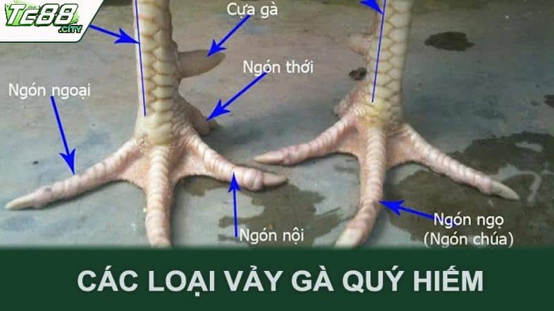 Các loại vảy gà quý hiếm