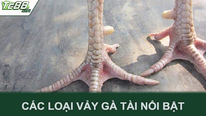 Các loại vảy gà tài nổi bật