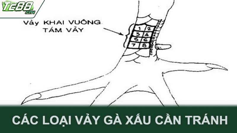 Các loại vảy gà xấu cần tránh