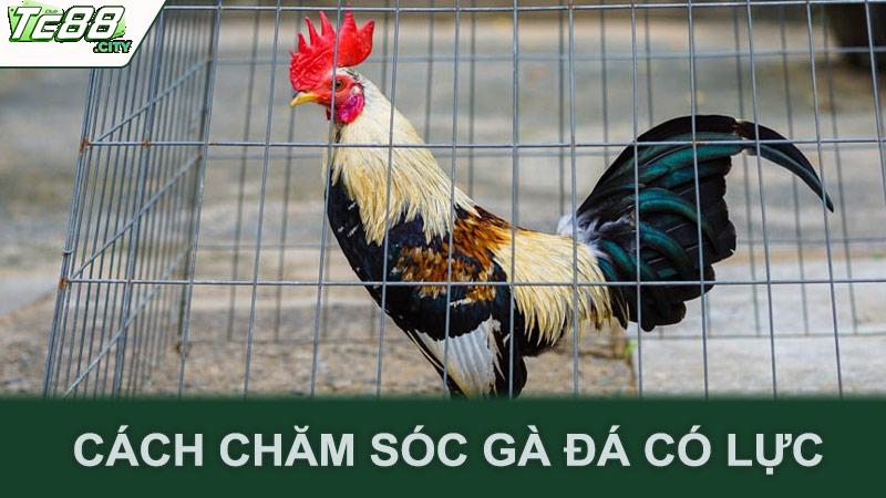 Cách chăm sóc gà đá có lực