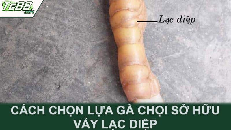 Cách chọn lựa gà chọi sở hữu vảy lạc diệp