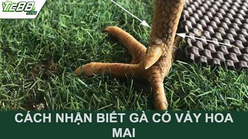 Cách nhận biết gà có vảy hoa mai