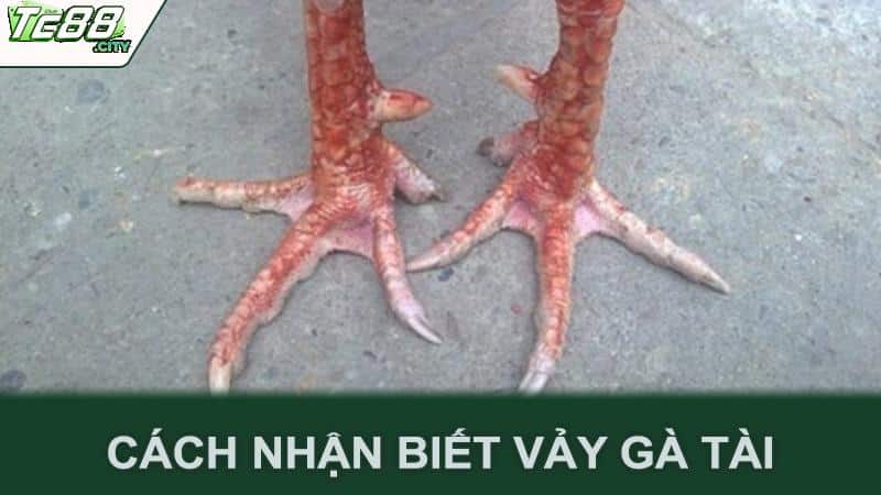 Cách nhận biết vảy gà tài