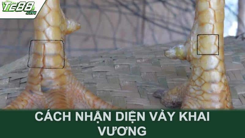 Cách nhận diện vảy khai vương