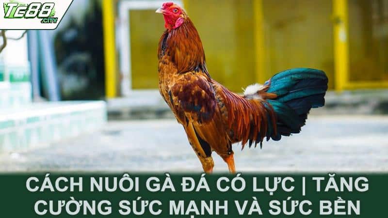 Cách nuôi gà đá có lực | Tăng cường sức mạnh và sức bền