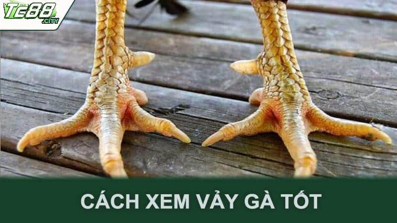 Cách xem vảy gà tốt