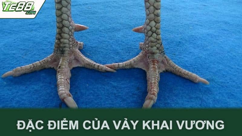 Đặc điểm của vảy khai vương