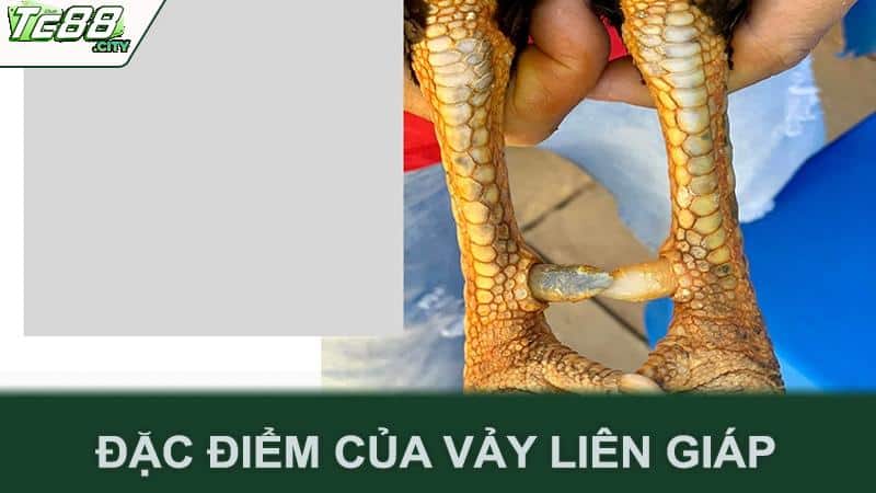 Đặc điểm của vảy liên giáp