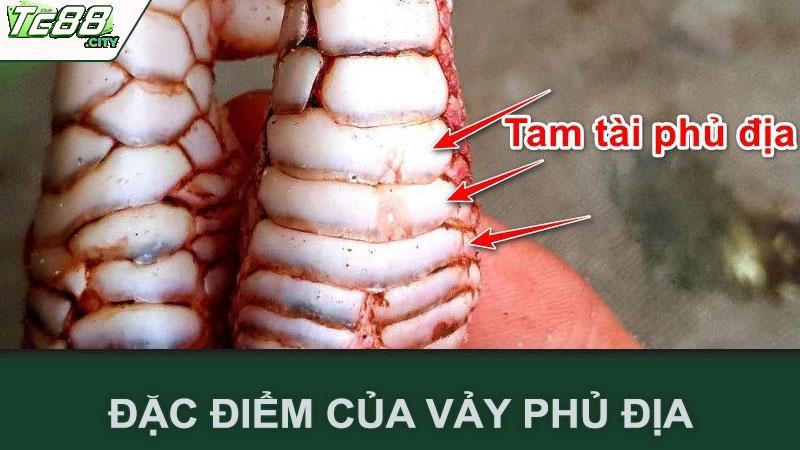 Đặc điểm của vảy phủ địa