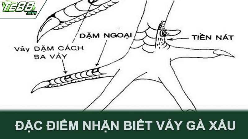 Đặc điểm nhận biết vảy gà xấu