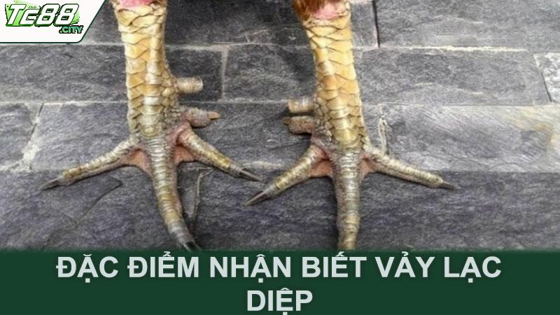 Đặc điểm nhận biết vảy lạc diệp