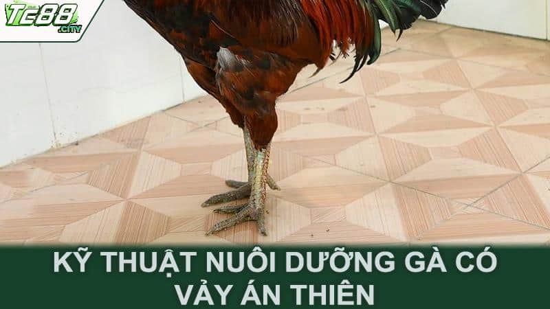 Kỹ thuật nuôi dưỡng gà có vảy án thiên