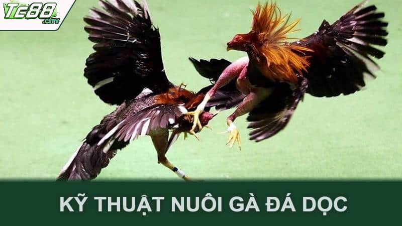 Kỹ thuật nuôi gà đá dọc