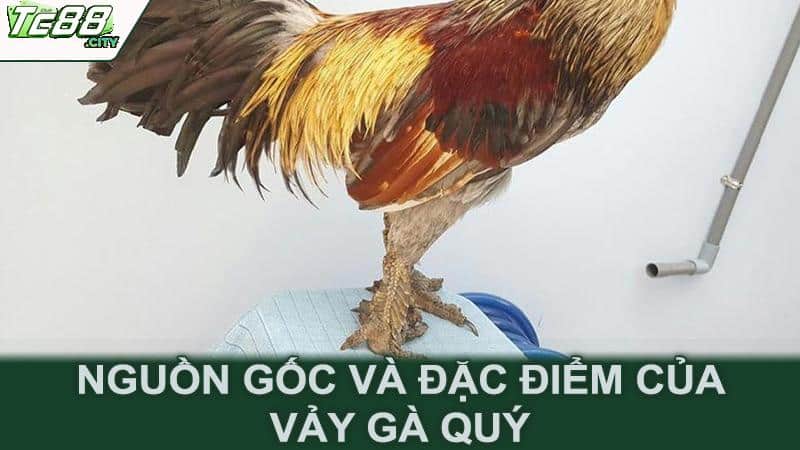 Nguồn gốc và đặc điểm của vảy gà quý