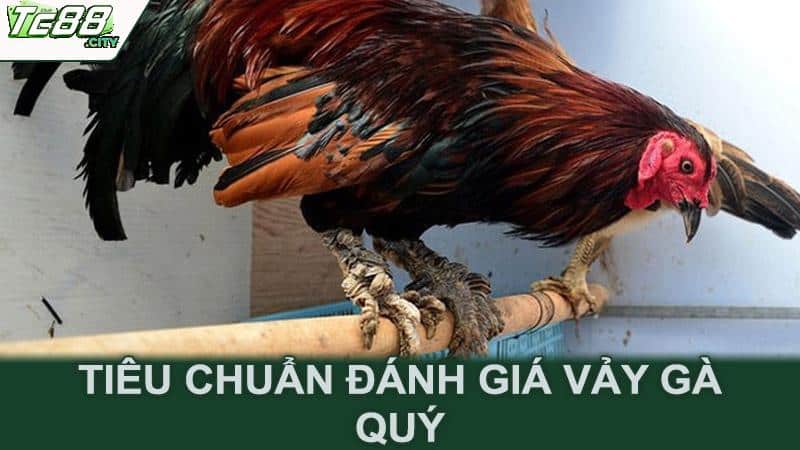 Tiêu chuẩn đánh giá vảy gà quý