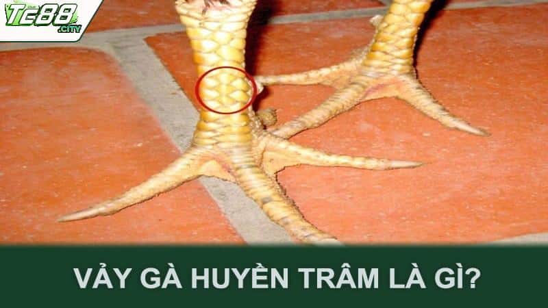 Vảy gà huyền trâm là gì?