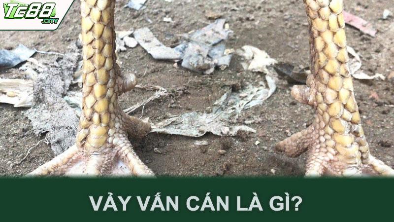 Vảy vấn cán là gì?