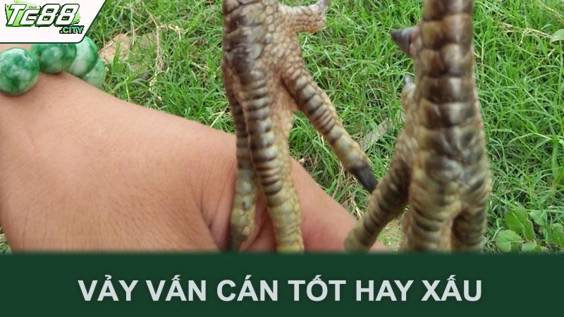 Vảy vấn cán tốt hay xấu