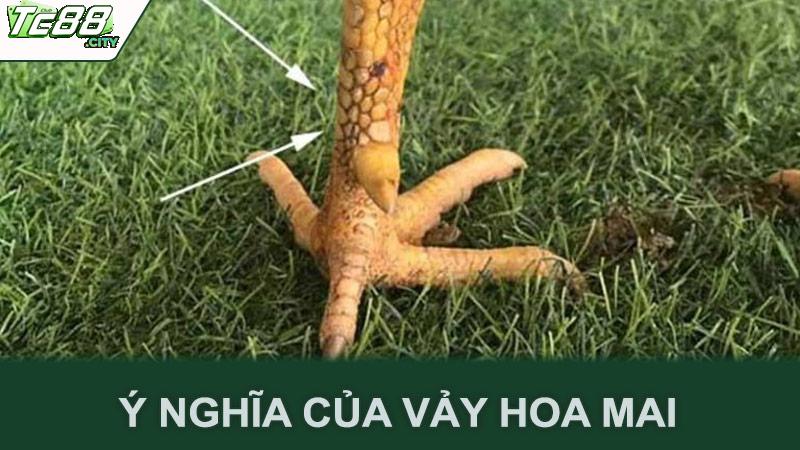 Ý nghĩa của vảy hoa mai