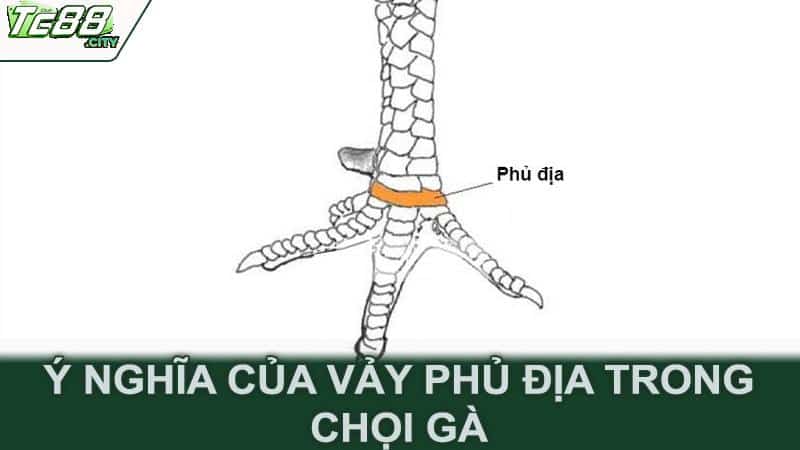 Ý nghĩa của vảy phủ địa trong chọi gà