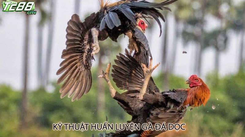 Kỹ thuật huấn luyện gà đá dọc