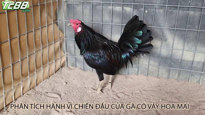 Phân tích hành vi chiến đấu của gà có vảy hoa mai