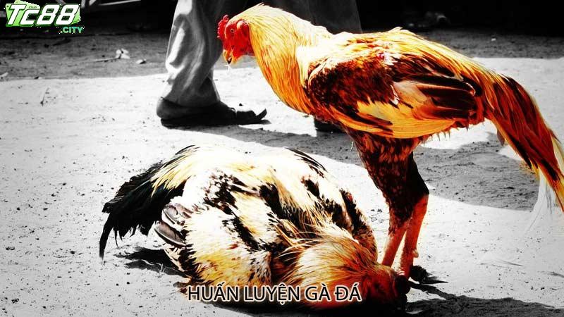 Huấn luyện gà đá