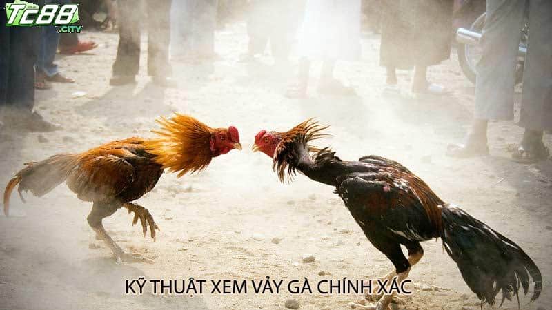 Kỹ thuật xem vảy gà chính xác