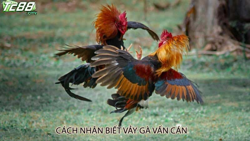 Cách nhận biết vảy gà vấn cán