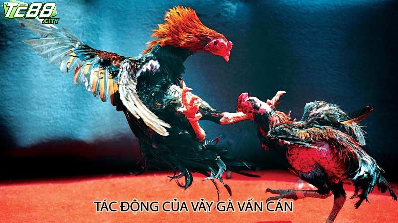 Tác động của vảy gà vấn cán