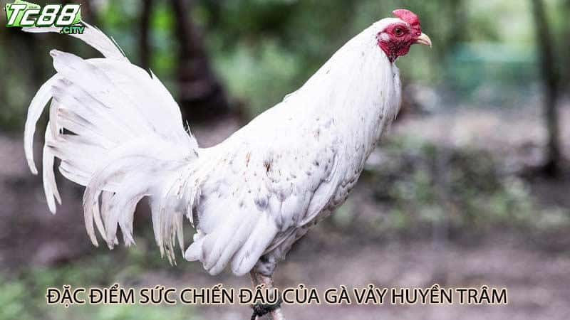 Đặc điểm sức chiến đấu của gà vảy huyền trâm